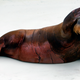 A walrus